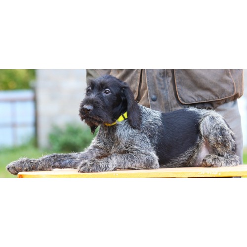 Перспективный породистый щенок из помета П сука №3 породы дратхаар Перспективный породистый щенок из помета П сука №3 породы дратхаар